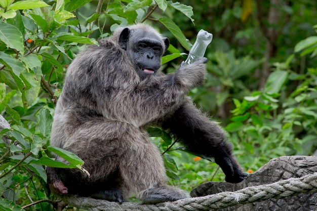 Chimpanzé engraçado segurar a garrafa de plástico na mão. Chimpanzé com medo humano levar a garrafa de volta.