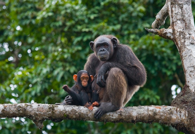 Chimpanzé fêmea com um bebê em árvores de mangue