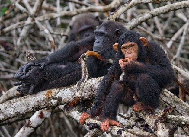 Chimpanzé fêmea com um bebê em árvores de mangue