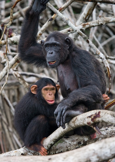Chimpanzé fêmea com um bebê em árvores de mangue