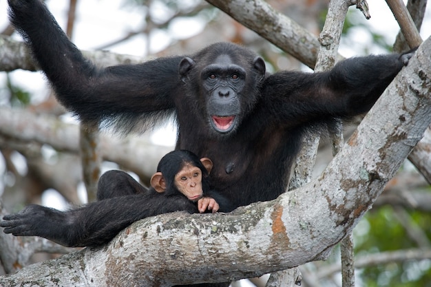 Chimpanzé fêmea com um bebê em árvores de mangue