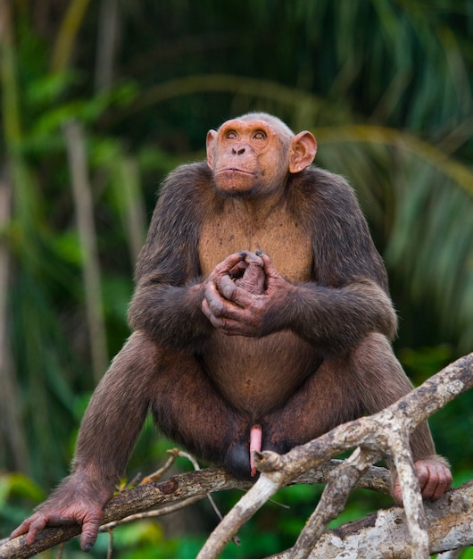 Chimpanzé macho em ramos de mangue