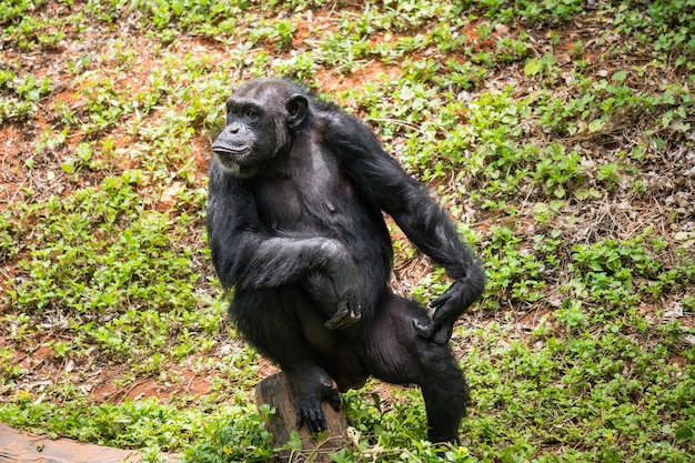 Chimpanzé mokey sentar na árvore de tronco com grama na selva