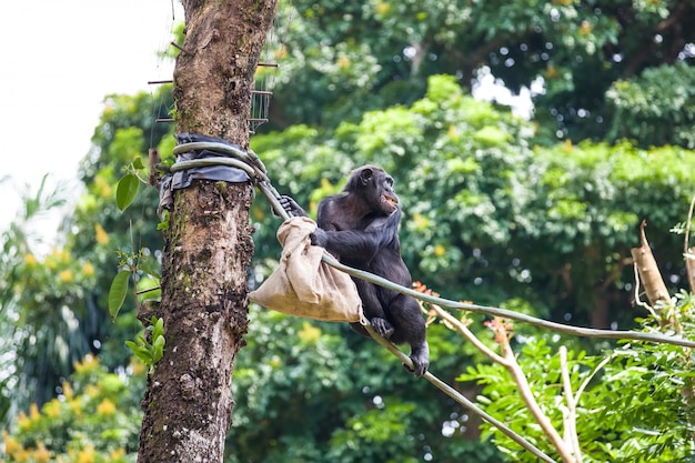 Chimpanzé na corda com saco nas mãos dela