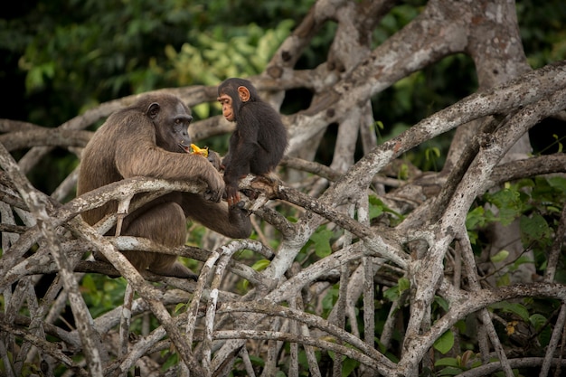 Chimpanzé no habitat natural chimpanzé em congo