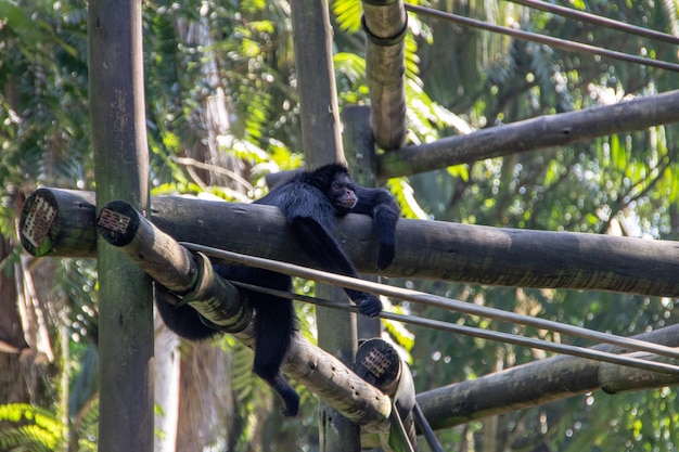 Chimpanzé no zoológico de Pomerode em Santa Catarina, Brasil