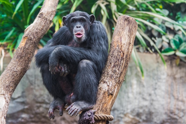 chimpanzé ocidental