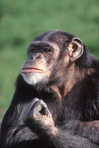 Chimpanzé Pan troglodytes