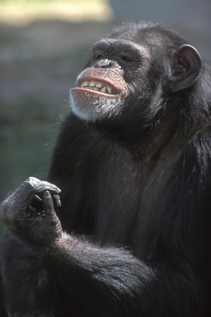 Chimpanzé Pan troglodytes