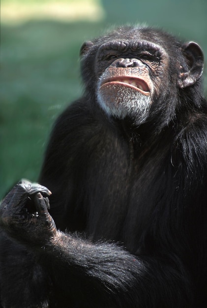 Chimpanzé Pan troglodytes