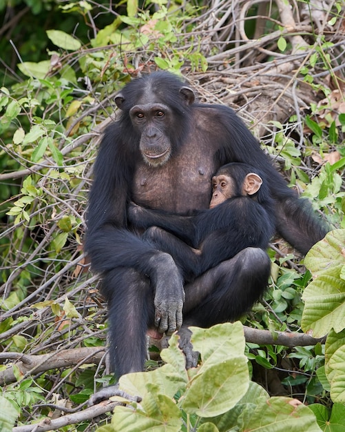 Chimpanzé Pan troglodytes