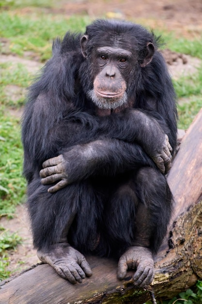 Chimpanzé Pan troglodytes