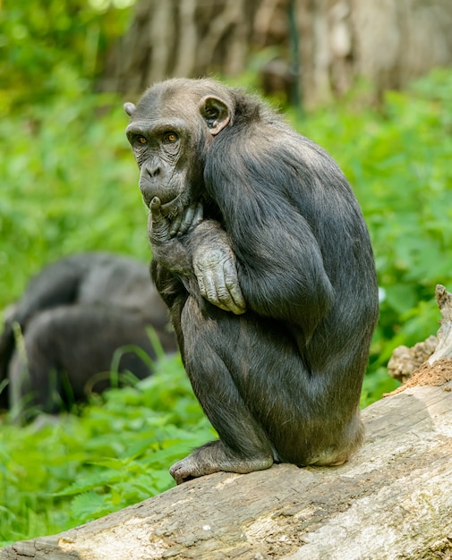 Chimpanzé sentado em um tronco pensando