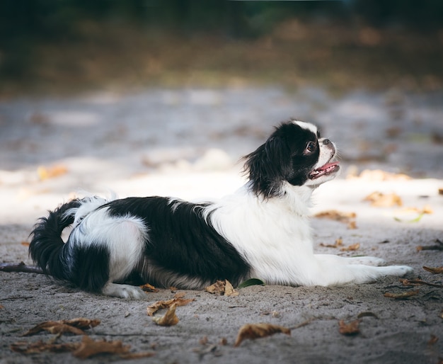 Foto chin japonés, cachorro de seis meses, tumbado en el suelo de arena al aire libre.