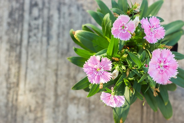 China Rosa, indische rosa Blume.