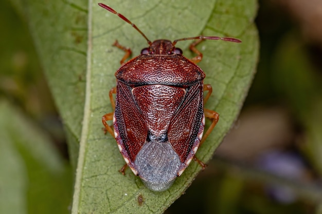 Chinche adulta de la familia pentatomidae