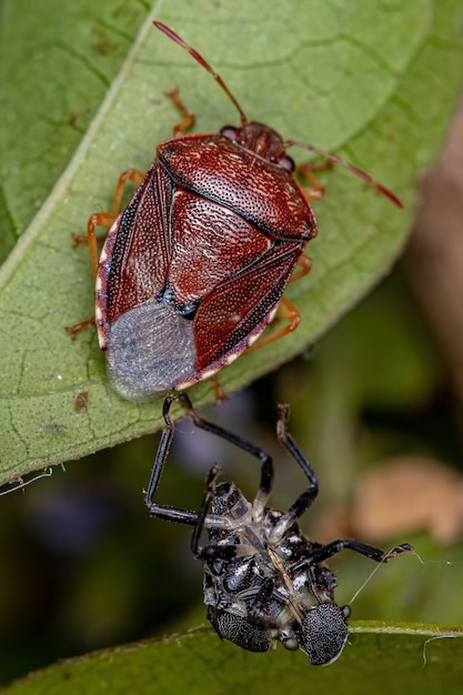 Chinche adulta de la familia pentatomidae