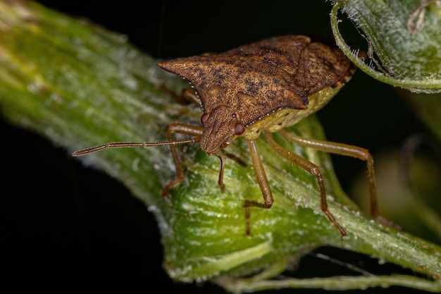 Chinche adulta de la familia pentatomidae