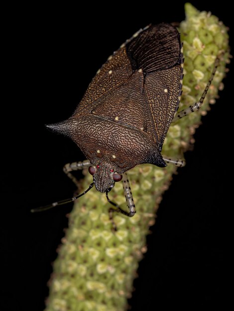 Chinche apestosa adulta de la especie Sibaria armata