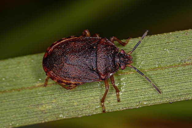 Chinche apestosa adulta de la familia pentatomidae