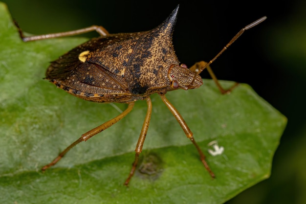 Chinche apestosa adulta del género Euschistus