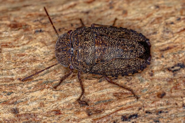 Chinche apestosa adulta del género Ischnopelta