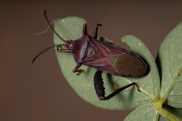 Chinche de patas de hoja adulta de la especie Athaumastus haematicus