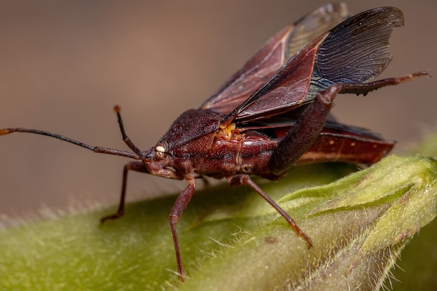 Chinche de patas de hoja adulta de la especie Athaumastus haematicus