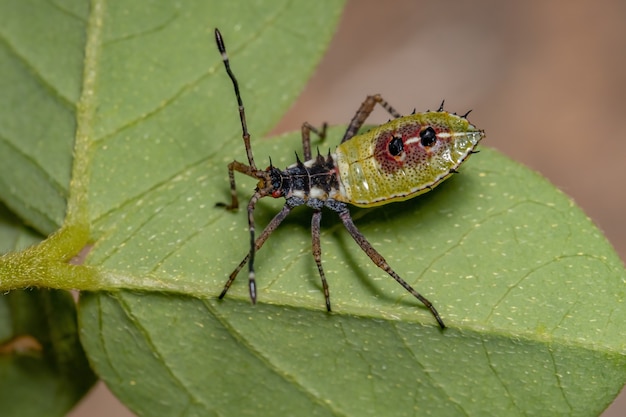 Chinche de patas de hoja Ninfa de la especie Athaumastus haematicus