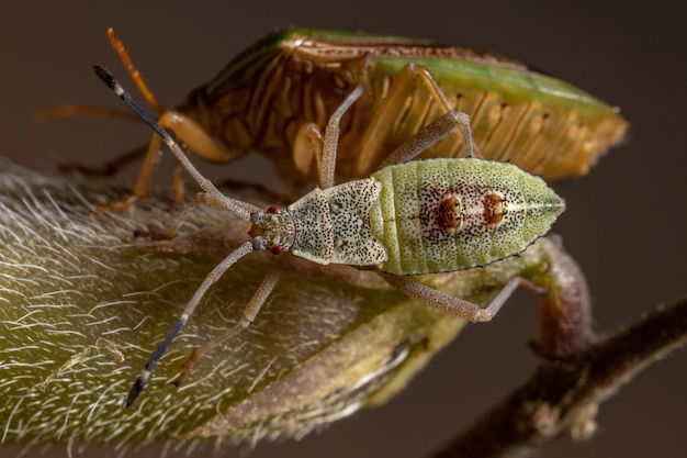 Foto chinche de patas de hoja ninfa de la especie athaumastus haematicus