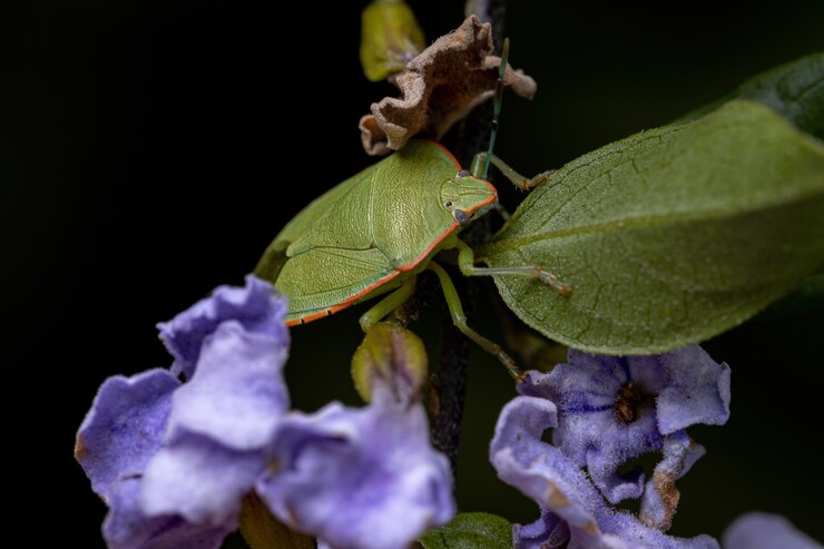 Foto chinche verde adulta del género chinavia en el skyflower de la especie duranta erecta planta
