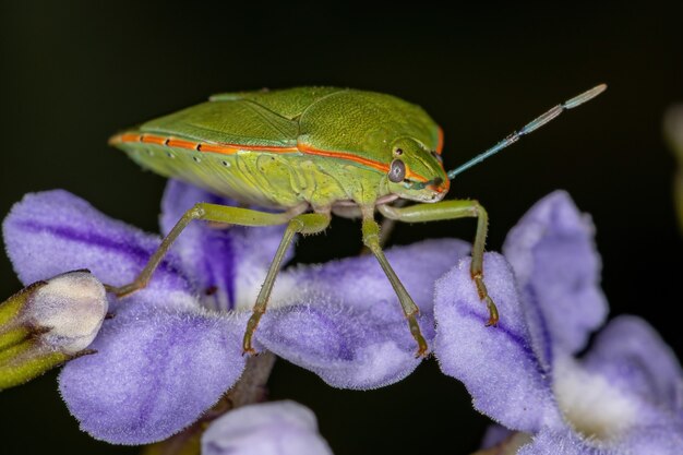 Chinche verde adulta del género Chinavia en el skyflower de la especie Duranta erecta planta