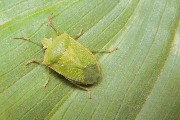 Chinche verde en una hoja