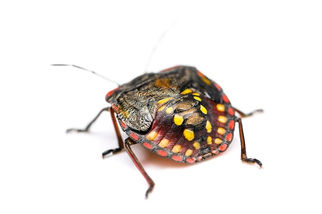 Chinche verde del sur, Nezara viridula