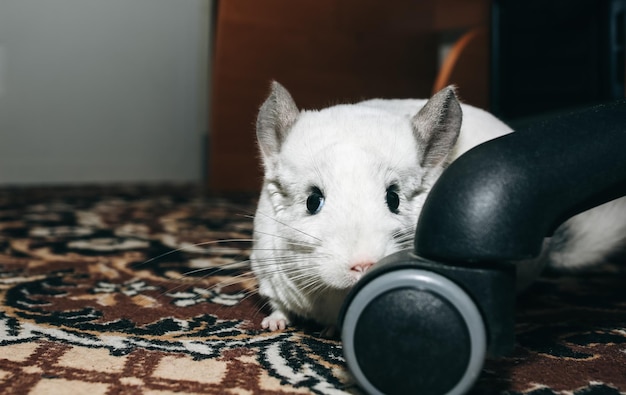 Chinchila branca em casa Animal de estimação fofo e fofo