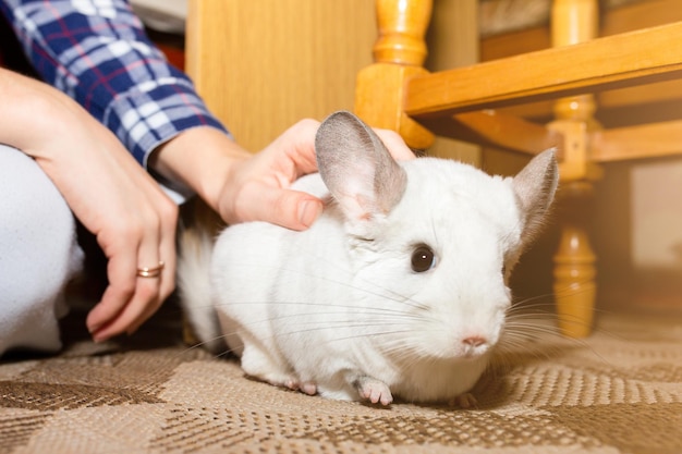 Chinchila branca está perto de seu dono Mulher está acariciando seu animal de estimação fofo