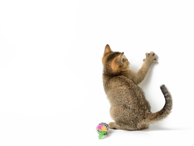 Foto chinchila britânica de gatinho dourado com tiquetaque reto sentado em um fundo branco, a pata dianteira levantada, copie o espaço