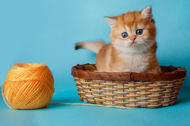 Chinchila dourada de gatinho britânico sobre um fundo azul com uma bola