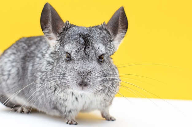 Chinchila em um fundo branco e amarelo