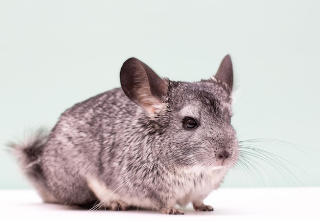 Chinchila em um fundo branco e verde