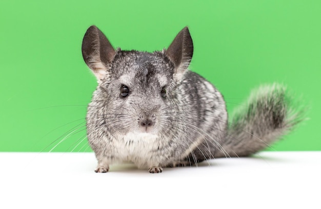 Chinchila em um fundo branco e verde