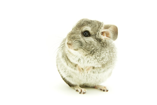 chinchila