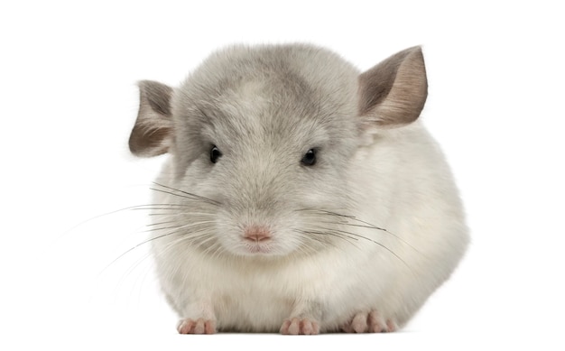 Chinchilla, aislado en blanco