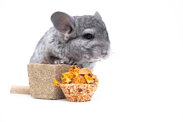 Chinchilla bebé gris claro chinchilla comiendo chinchilla sobre fondo blanco comida de chinchilla