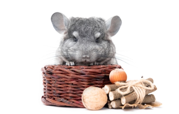 Chinchilla bebé gris claro chinchilla comiendo chinchilla sobre fondo blanco comida de chinchilla