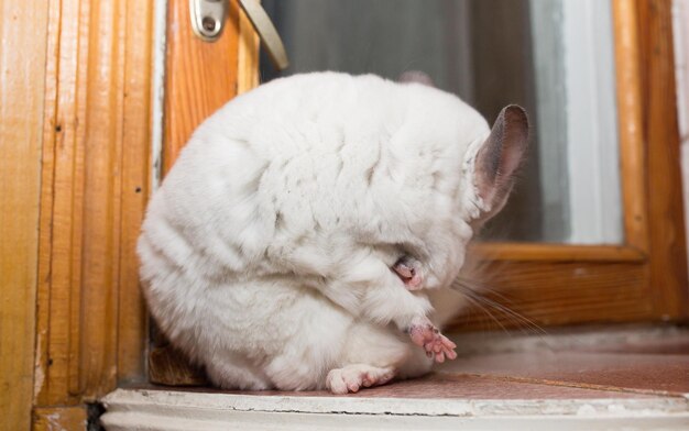 La chinchilla blanca está sentada cerca de la ventana Linda mascota casera se está comiendo de los insectos