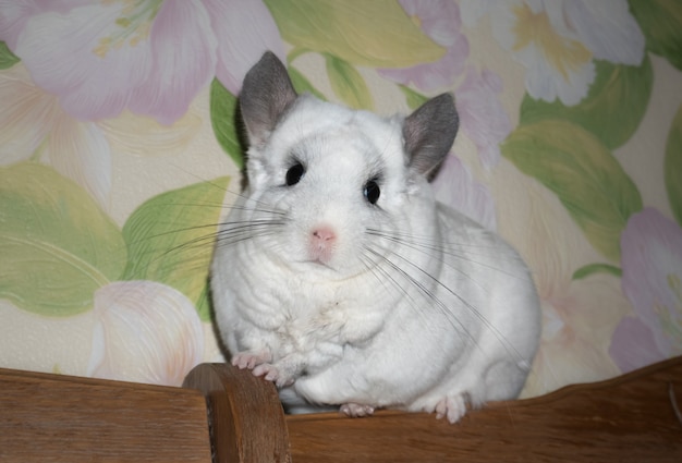 La chinchilla blanca está sentada cerca de la ventana. Linda mascota casera.