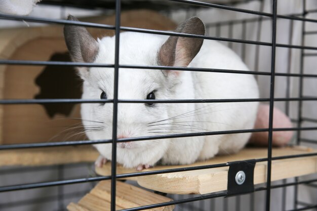 Foto chinchilla blanca sentada en su jaula. linda mascota casera esponjosa en la casa.