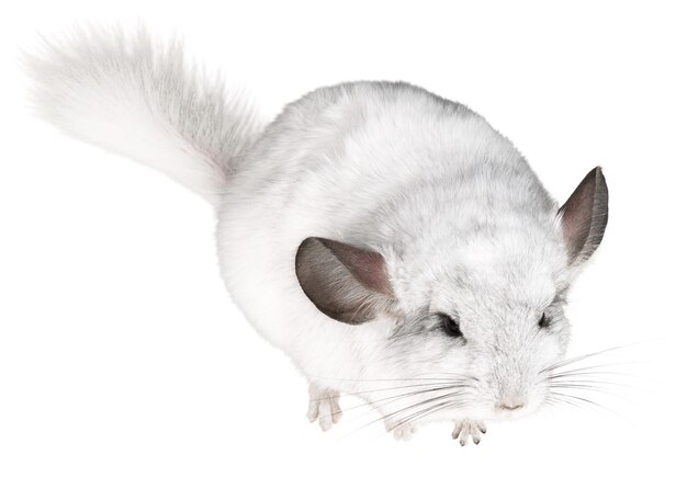 chinchilla blanca