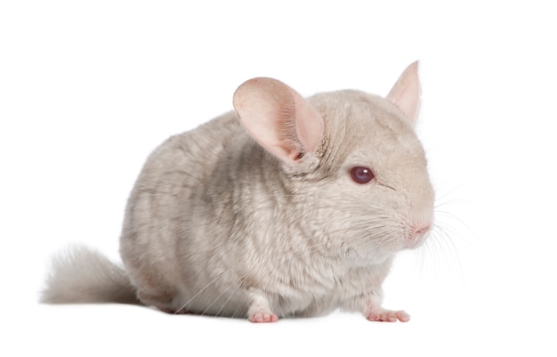 Chinchilla en un blanco aislado